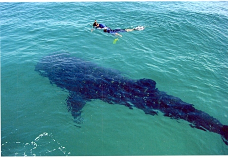 Swimming with Whalesharks....Isla Holbox Mex.