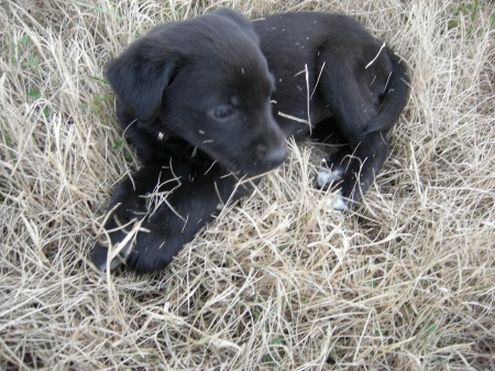 Baby Sadie, 6 wks. old...