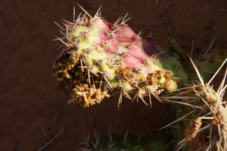 Cactus in Arches NP