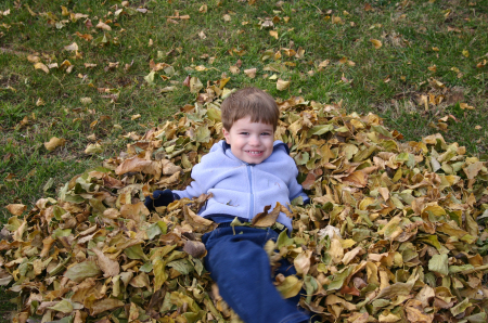 Martin in the Leaves