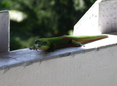 Gecko at Kona, Hawaii