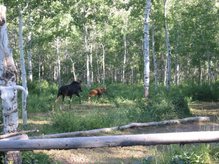 MOMMY MOOSE AND HER BABY