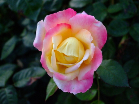 Yellow and pink rose blossom