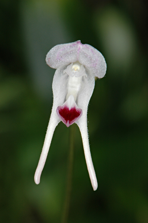 Porroglossum nutibara (Orchidaceae)