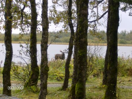 A moose dropping by to say hi