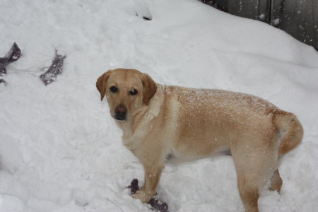 My Yellow Lab-Gemini---Blizzard 2010