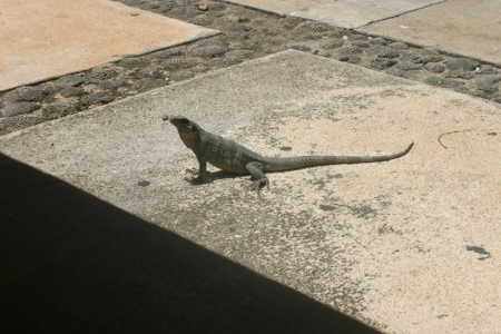 iguana