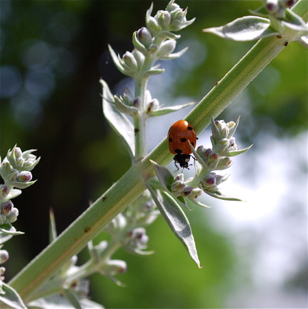 Ladybug on sage stem