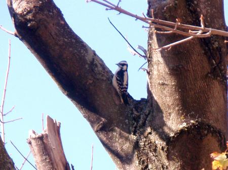 Woody Woodpecker visits