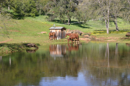 Our horses in Our pond