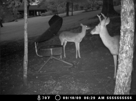 Backyard feeder