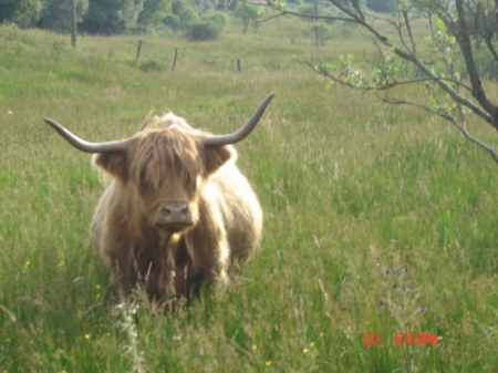 'heilin coo'