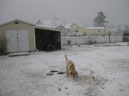 snow by the beach Jan 2009