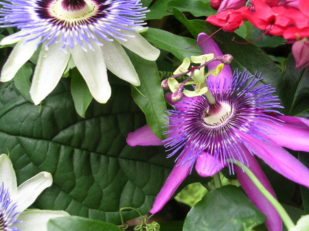 Passion Flower