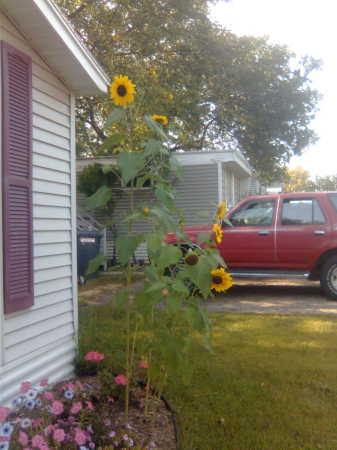 Sunflowers