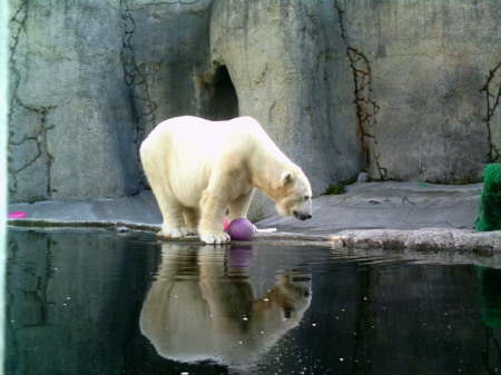 Polar Bear-pool