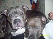 my other babies duke and dutchess