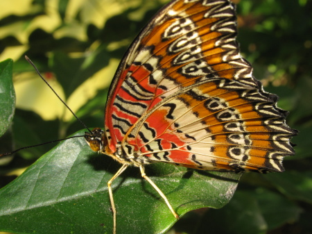 Butterfly World ~ Coconut Creek