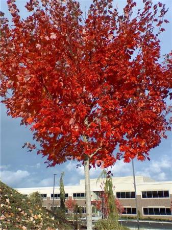 Fall in Washington state