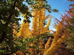 Fall foliage around Snoqualmie Falls