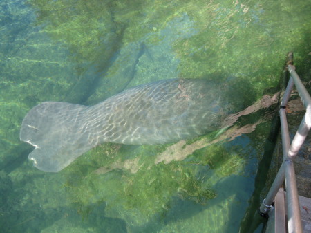 Manatee