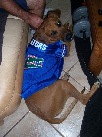 Even my dog is a GATOR FAN!