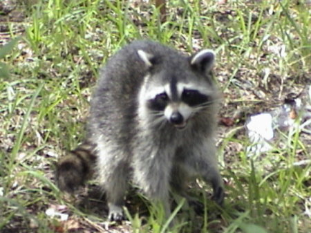 Rocky Racoon got camer shy!