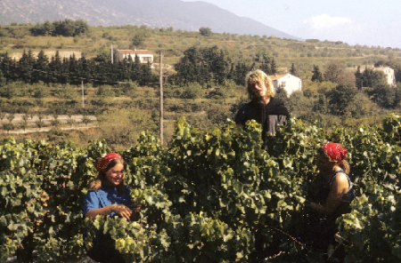1973: Picking Grapes in South of France