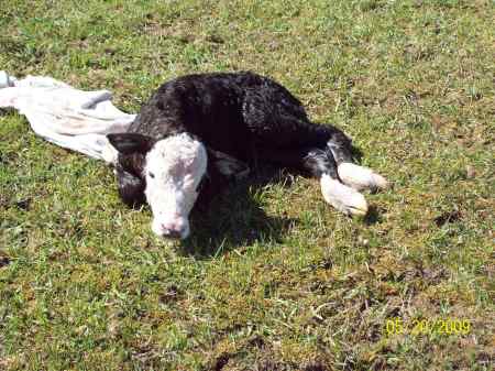 Second calf born from twinning mother