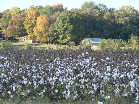 Cotton Field