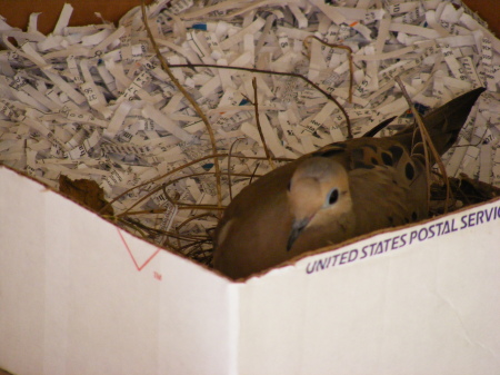 Grey Dove nesting