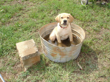 Clancy in bucket - coolin it ('07)