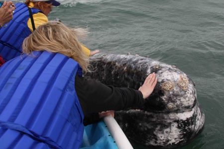 This is me, petting a wild gray whale.