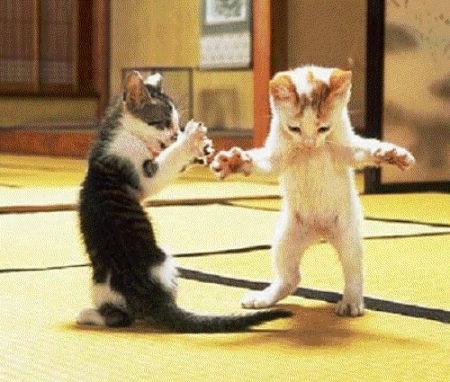 catdance