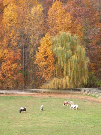 View from back deck.