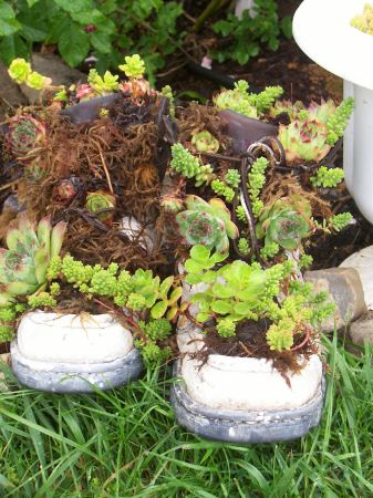 Sedum boots