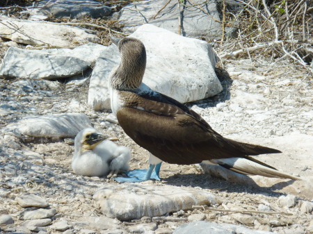 Blue-footed Boobie and baby