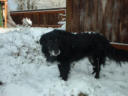 Hugo the Snow Dog