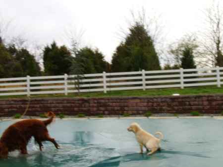 gracie peeing on the pool cover . Va