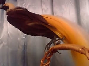 CENDERAWASIH BIRD OF PAPUA