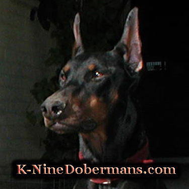 K-Nine Dobermans, doberman puppies for sale