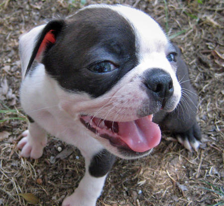 BostonTerrier6