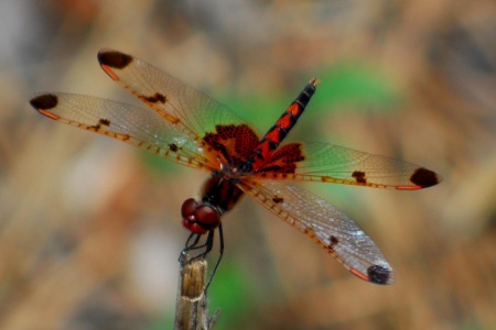 Calico Pennant