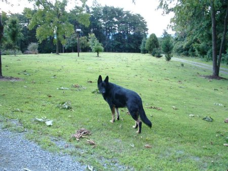 Thunder our German Shepherd