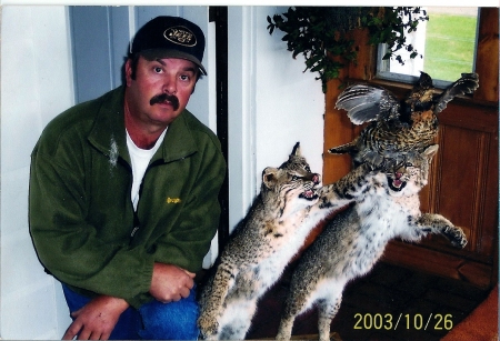 Pet Bobcats