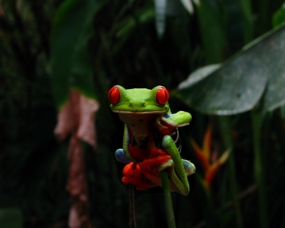 Red-eyed Tree Frog