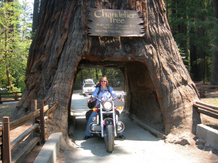Me, ridng through the Redwoods