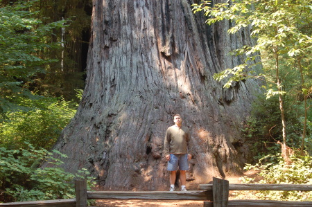 Redwood National Forest Ca