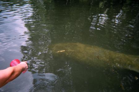 HOMOSASSA SPRINGS