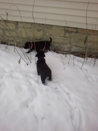 The puppies in the snow